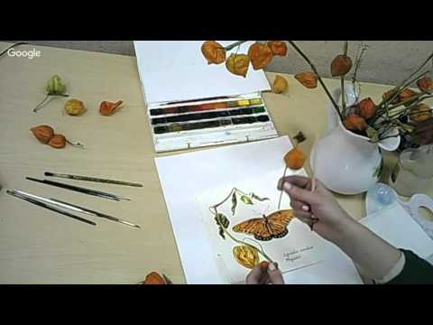 Видео: Вебинар 23.11.2015 " Что такое ботаническая акварель - рисуем физалис"