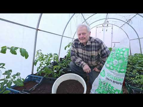 Видео: Как я высаживаю томаты в пленочной теплице если почва +5 градусов
