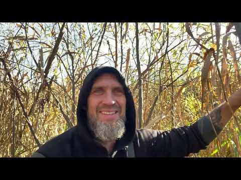 Видео: продолжаем охотить бобров капканами