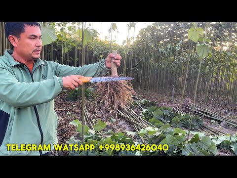 Видео: Павловния нархлари 10 мингдан 30мингача ( Павловния дерево) 