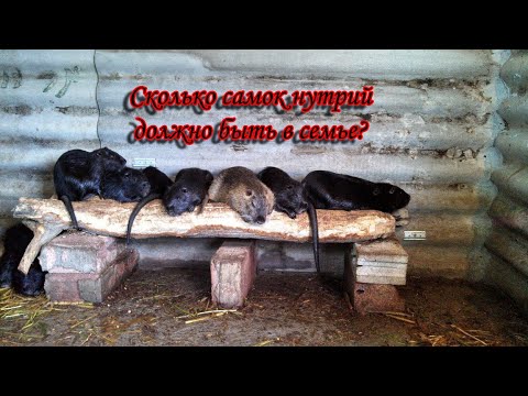 Видео: ОПТИМАЛЬНОЕ КОЛИЧЕСТВО САМОК ДЛЯ СОЗДАНИЯ СЕМЬИ НУТРИЙ