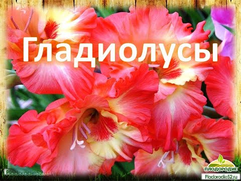 Видео: Потому что ГЛАДИОЛУС! Или подробная памятка по успешному выращиванию гладиолусов.
