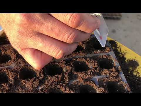 Видео: Как быстро высеять семена в кассету для рассады. Посев томата/капусты и т.д