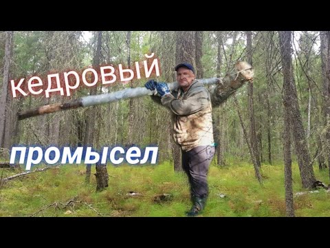 Видео: нашли шишку. кедровая лихорадка