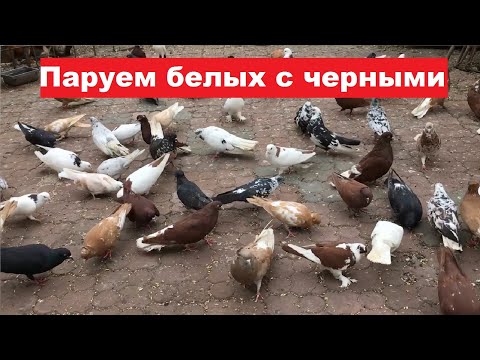 Видео: Несколько слов о паровке белых с черными...