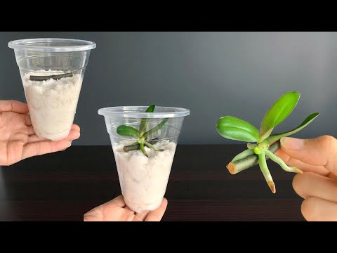Видео: Туалетная бумага? Старые пластиковые стаканчики! Простые советы для быстрого прорастания орхидей.