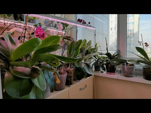 Видео: Помогаю орхидеям ЖАРА | Золотое время для вредителя Обработка НА МЕСТАХ ТОНКОСТИ Не в холостую