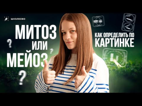 Видео: ВЕЧНЫЙ ВОПРОС. Как определить по картинке в 25 задании ЕГЭ по биологии: митоз или мейоз