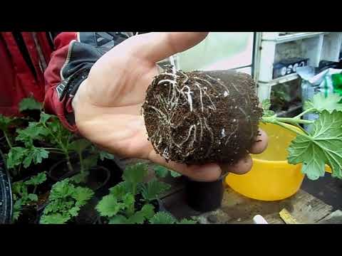 Видео: Цикламены, Гвоздика, Ампельная Петуния(сурфиния), Герань, Пеларгония, VOLKANO, Зимняя Теплица  Обзор