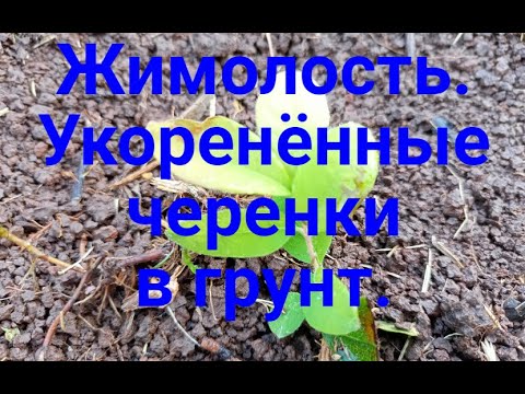 Видео: Жимолость. Укоренённые черенки высаживаем в грунт.
