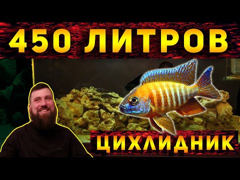Видео: ДОМАШНИЙ АКВАРИУМ С ЦИХЛИДАМИ 450 ЛИТРОВ! ЕЩЕ ОДНА РАБОТА АЛЕКСЕЯ!