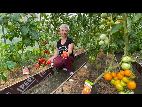 Видео: ТОМАТЫ - новинки нашей теплицы - 2025