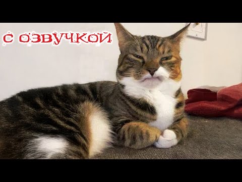 Видео: Приколы с котами! С ОЗВУЧКОЙ! СМЕШНЫЕ КОТЫ 2024! - Самые смешные животные!
