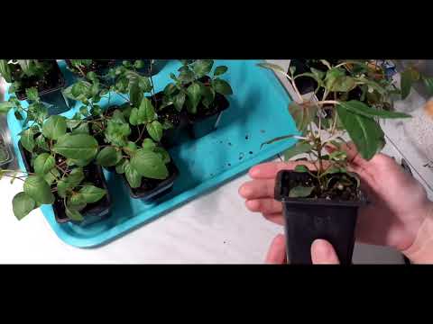 Видео: Формировка фуксии, грунт, подкормка....