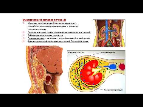 Видео: Ультразвуковая диагностика (УЗИ). Доктор Иогансен. Выпуск 85. Нефроптоз.
