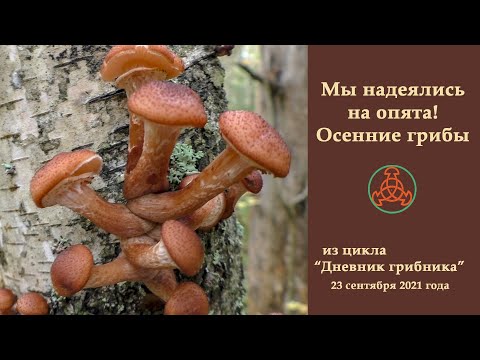 Видео: Мы надеялись на опята! Осенние грибы. "Дневник грибника" 23 сентября 2021 года.