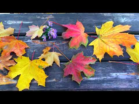 Видео: ДЛЯ ДУШИ И ТЕЛА. САМАЯ КРАСИВАЯ ОСЕНЬ И МУЗЫКА