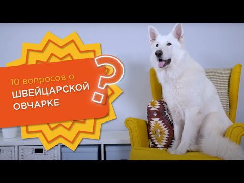 Видео: 10 вопросов о БЕЛОЙ ШВЕЙЦАРСКОЙ ОВЧАРКЕ