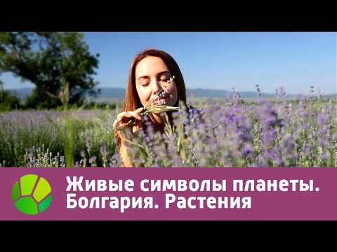 Видео: Болгария. Растения | Живые символы планеты | Живая Планета