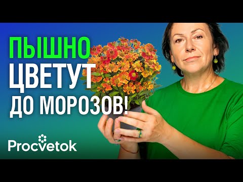 Видео: ЧТО ПОСАДИТЬ ВМЕСТО ХРИЗАНТЕМЫ? Самые красивые и неприхотливые осенние цветы