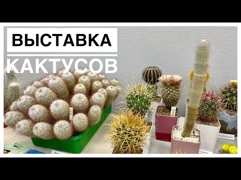 Видео: Будни цветовода | 🌵Выставка кактусов 🌵| 29.05.2022г.