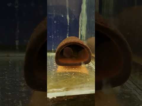 Видео: Резултата когато храните с качествена храна