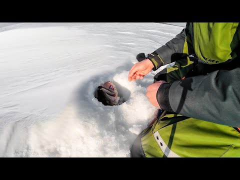 Видео: Настоящий МОНСТР вылетел следом за лещом! ОГРОМНОЕ стадо рыбы СБИЛОСЬ возле КОРЯЖНИКА!