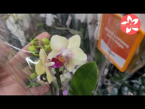 Видео: Орхидеи в магазине ОБИ город Москва