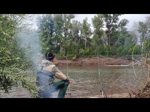 Видео: Рыбалка на опалёную и сырую печень. Две донки и один трофей