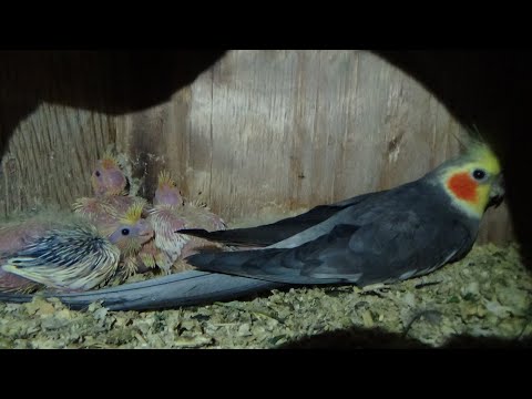 Видео: Осмотр гнезд у карелл на наличие птенцов.