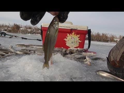 Видео: Ловля корюшки малоротой. Уловистая мушка.