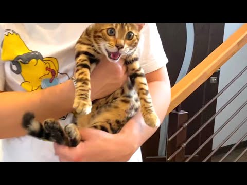 Видео: ВЛОГ Кошка в ШОКОВОМ СОСТОЯНИИ ! Мы ее потеряли ! Ванильная Семья Влоги