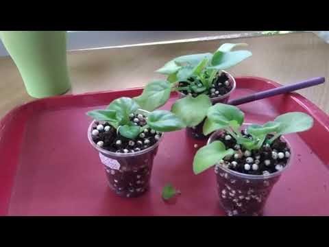 Видео: ФИАЛКИ.\Как быстро получить детку.