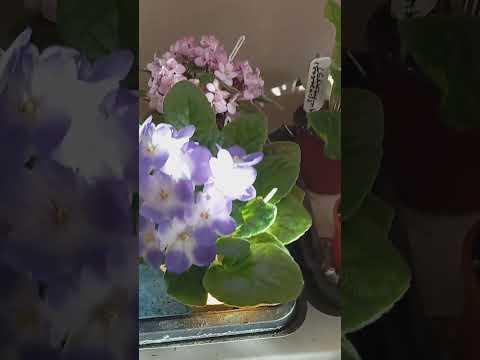 Видео: Расположение фиалок 