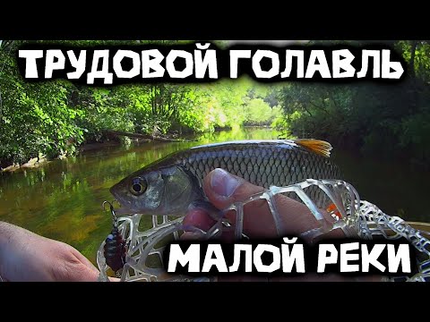 Видео: Голавль на таракана | Самая трудовая рыбалка сезона