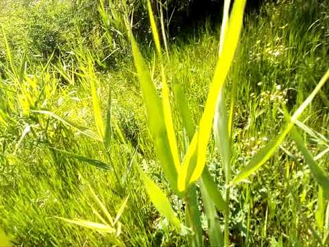 Видео: Какую траву можно давать гусятам, какую нельзя. Часть 1.