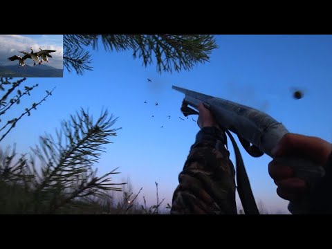 Видео: Охота на гусей "Дробь №5", анализ ранений (goose hunting)