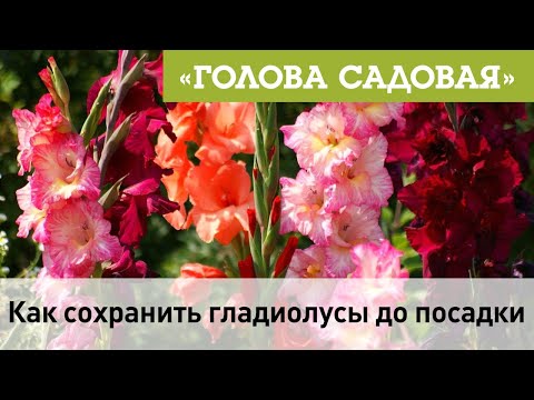 Видео: Голова садовая - Как сохранить гладиолусы до посадки