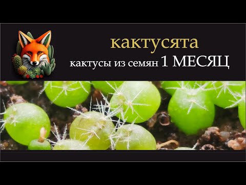 Видео: 1.03.24 кактусы из семян 1 месяц