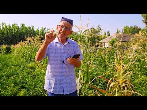 Видео: Гулишитилдан  аччик ок тутун чикиши