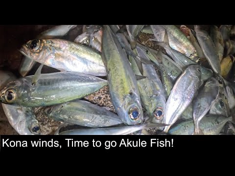 Видео: Рыбалка на Акуле на Гавайях | Ветра Кона — залог рыбной ловли на Акуле!