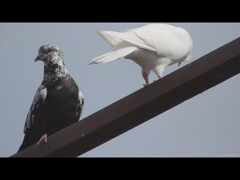 Видео: Куда пропадают домашние голуби?