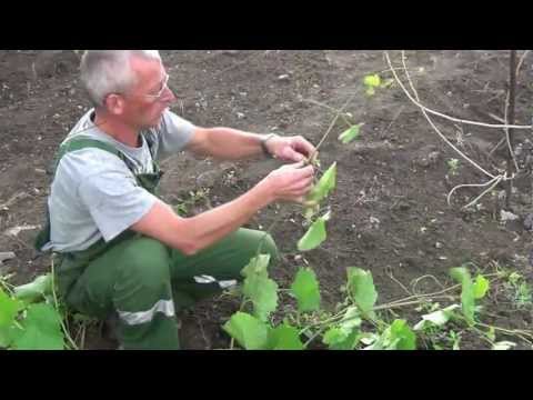 Видео: Формировка виноградного куста