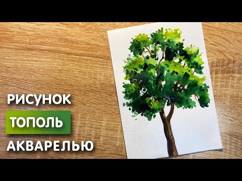 Видео: Как нарисовать тополь карандашом и акварелью начинающим | Рисунок для детей