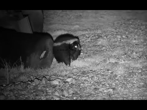 Видео: На ферме (пневматическая винтовка PCP для борьбы с вредителями, прицел ATN X-Sight 4K Pro 5-20x)