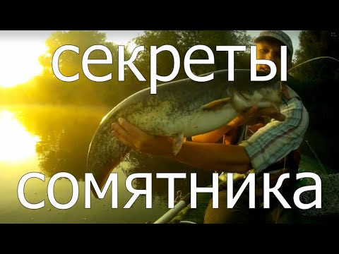 Видео: Ловля сома на квок. Секреты сомятника. #рыбалка #сом #квок