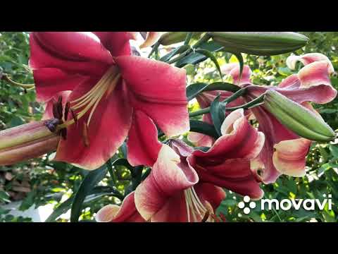 Видео: Лилии ОТ гибриды Африканская Леди,Биг Бразер, Лавон, Пурпл Принц, Пурпл Леди, Малдано.