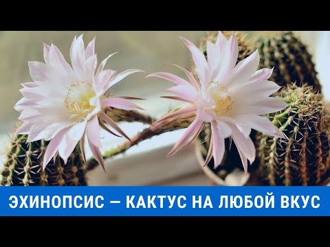 Видео: Эхинопсис — кактус на любой вкус. Как вырастить его в домашних условиях