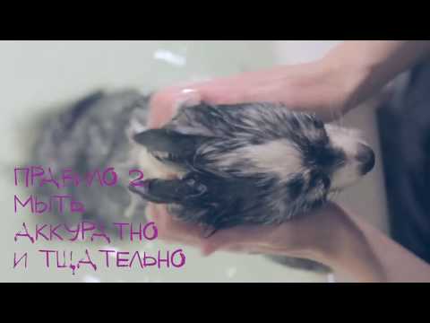 Видео: КАК МЫТЬ СОБАКУ ДОМА, КАК КУПАТЬ ЩЕНКА | ЧИХУАХУА СОФИ