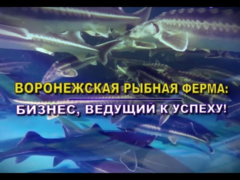 Видео: Обзор УЗВ в Воронеже. Бизнес, ведущий к успеху | Akva Ferma